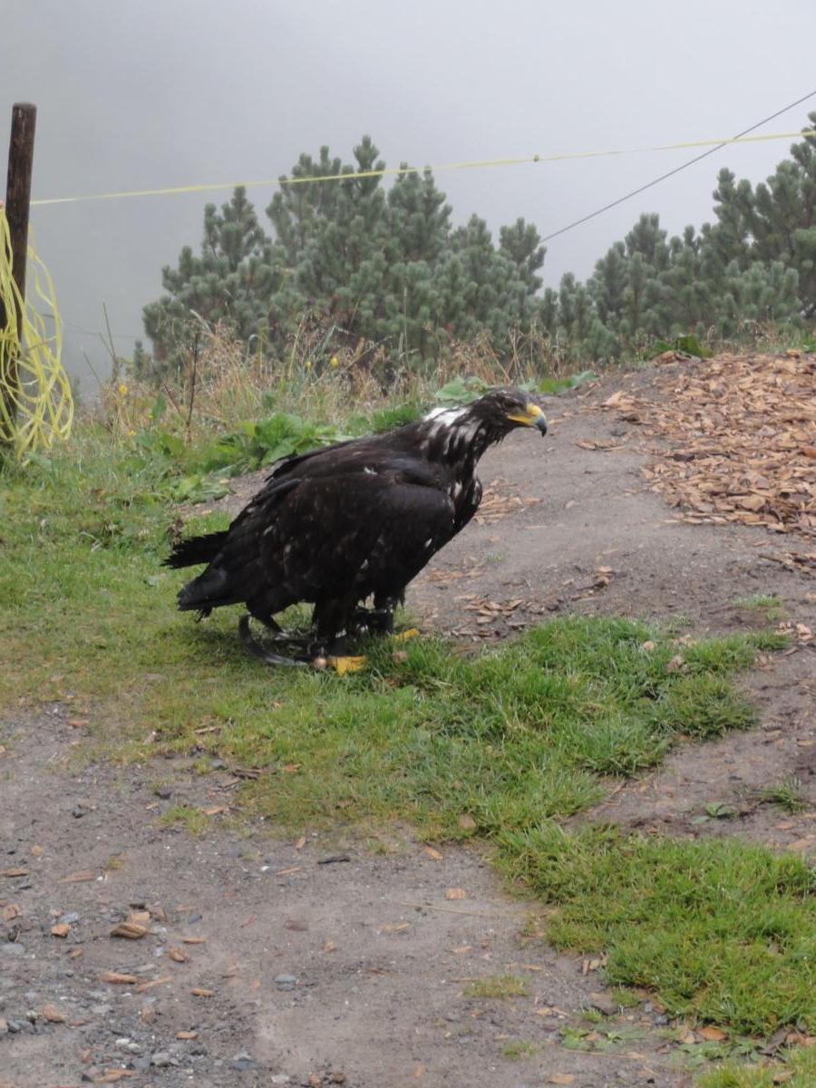 Vereinsreise 2019 Falknerei Galina Malbun