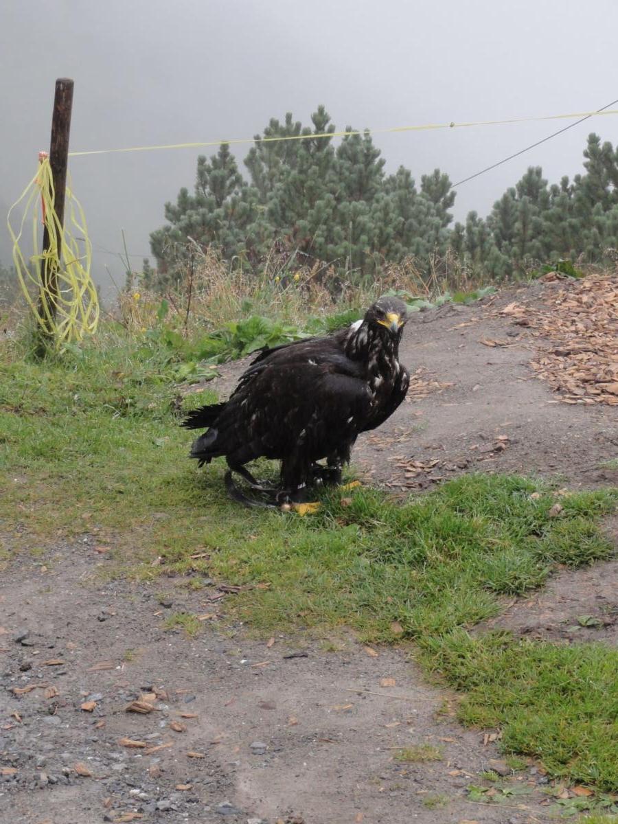 Vereinsreise 2019 Falknerei Galina Malbun
