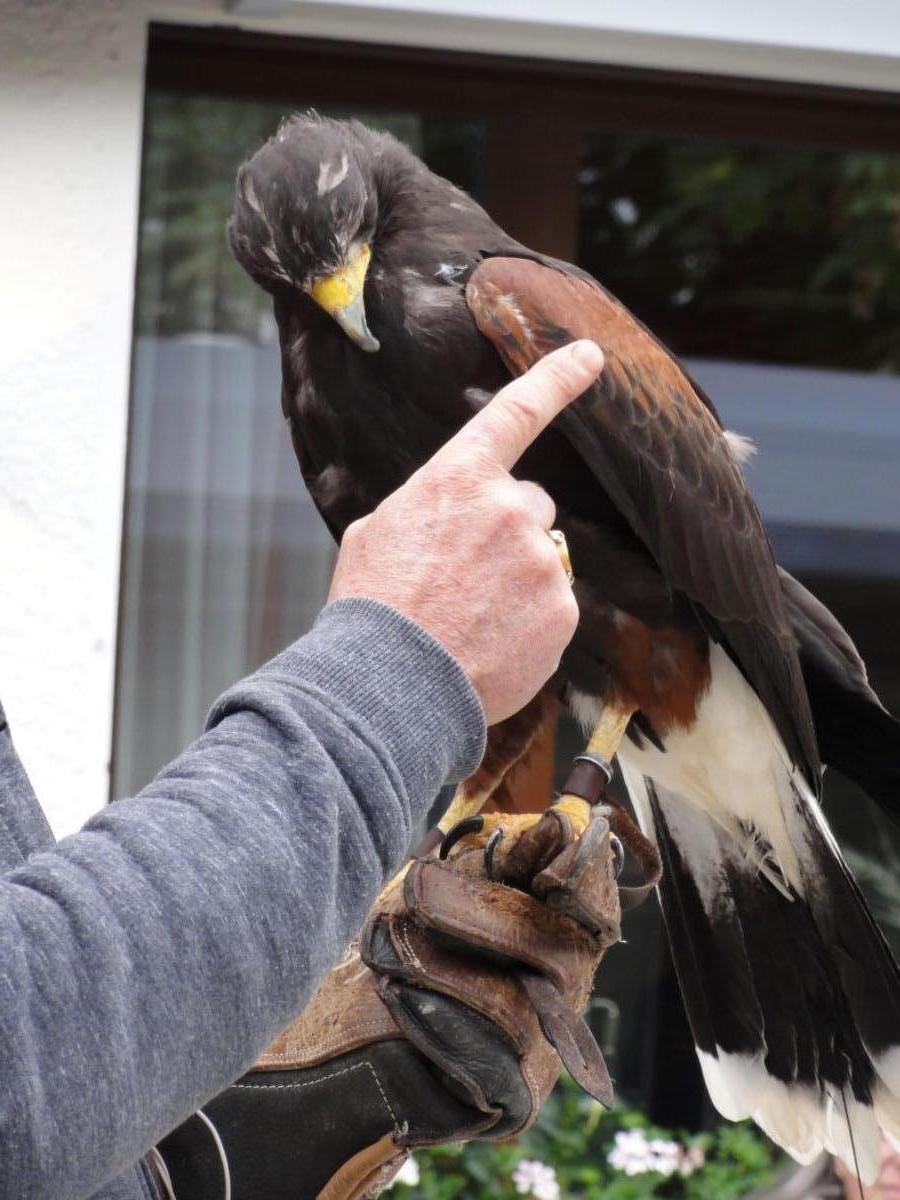Vereinsreise 2019 Falknerei Galina Malbun