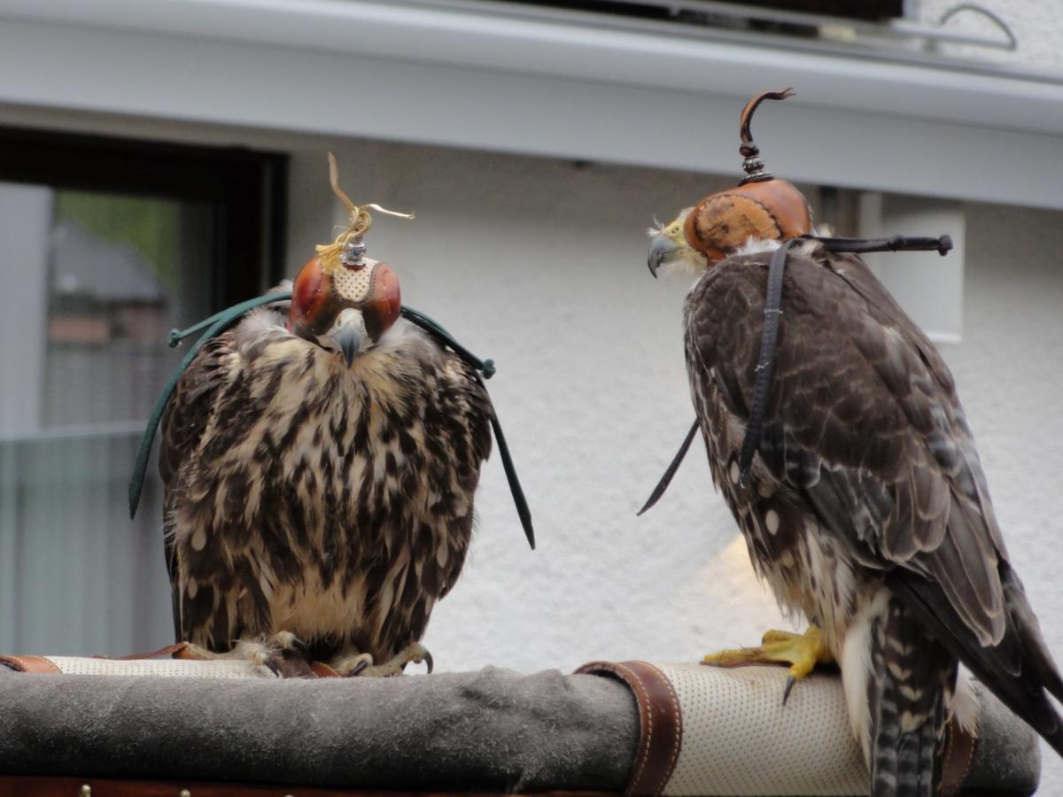 Vereinsreise 2019 Falknerei Galina Malbun