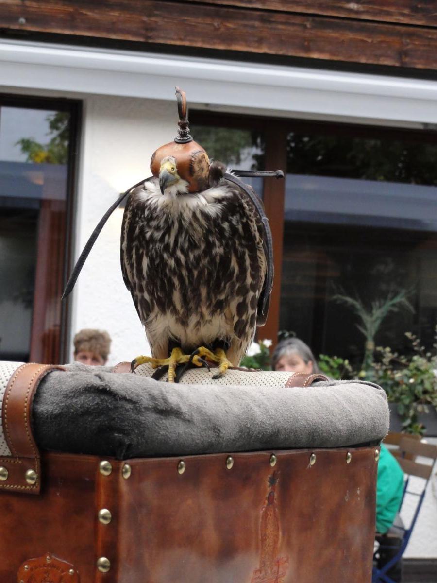 Vereinsreise 2019 Falknerei Galina Malbun